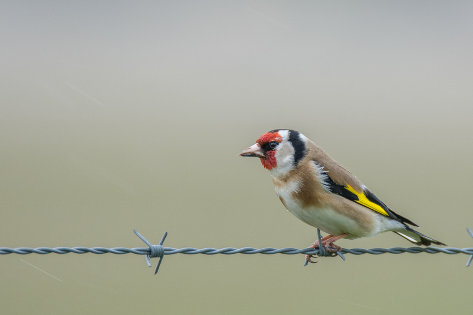 Goldfinch