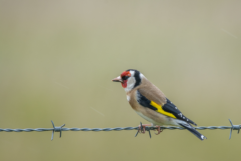 Goldfinch