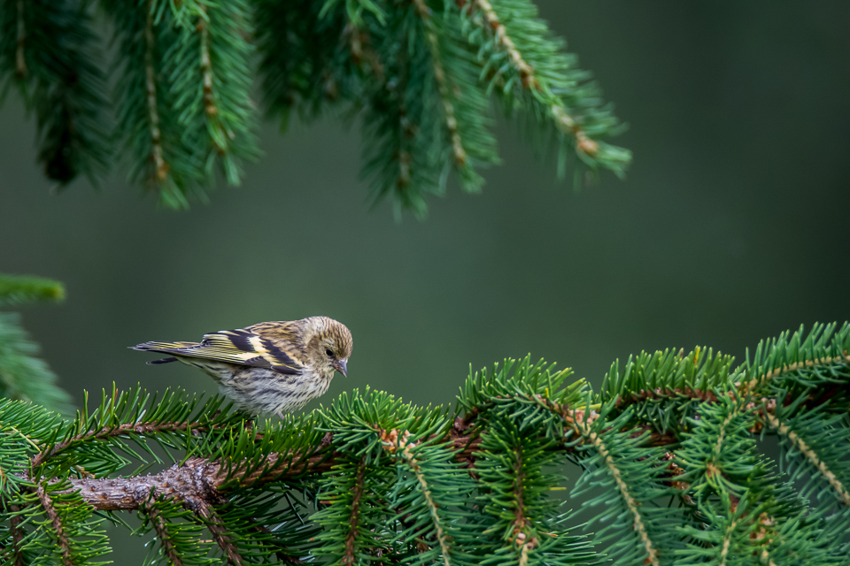 Eurasian siskin