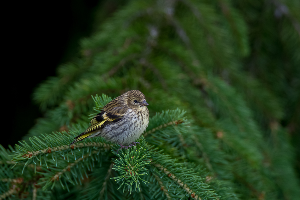 Eurasian siskin