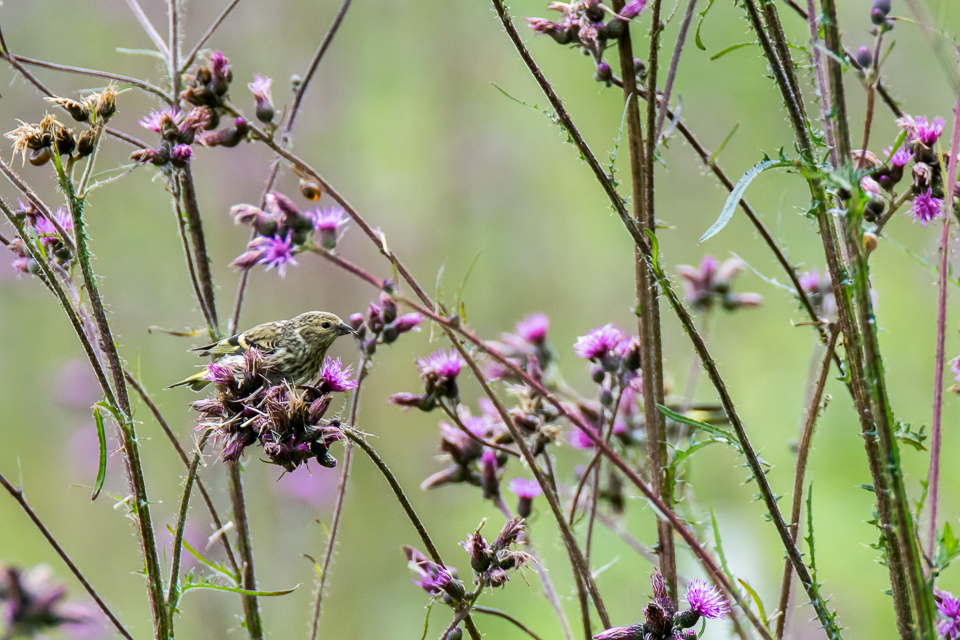 Eurasian siskin