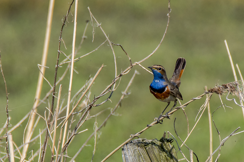 Bluethroat