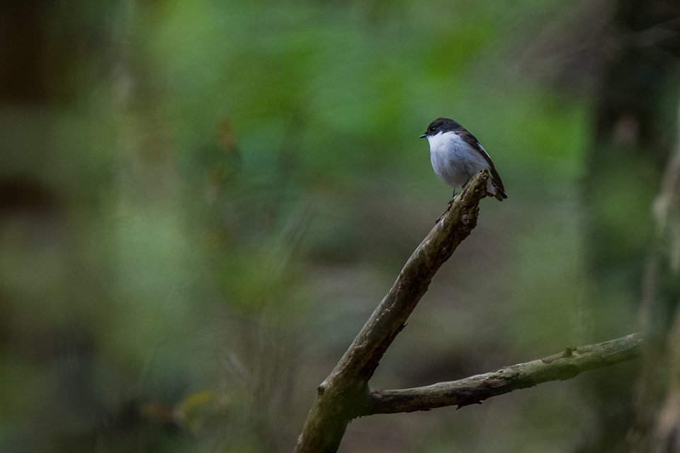 Pied flycatcher