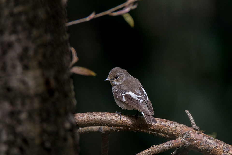 Pied flycatcher