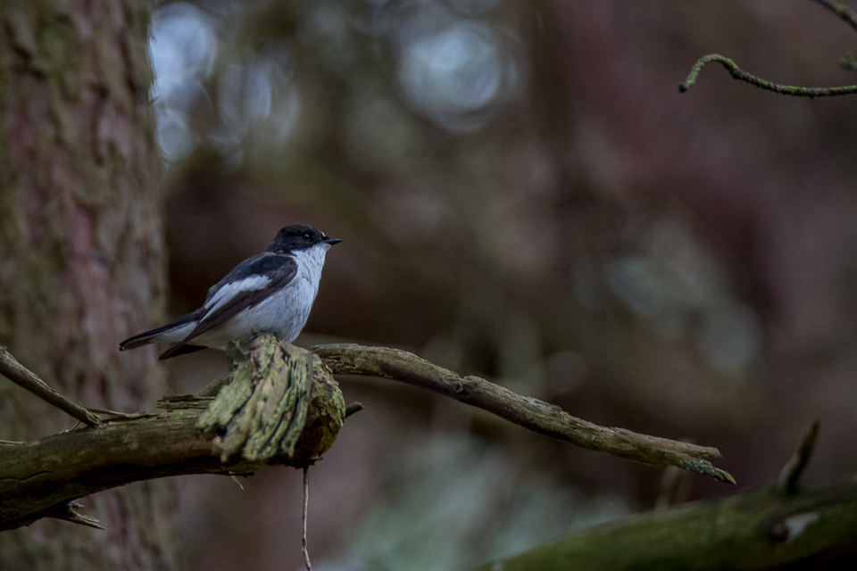 Pied flycatcher