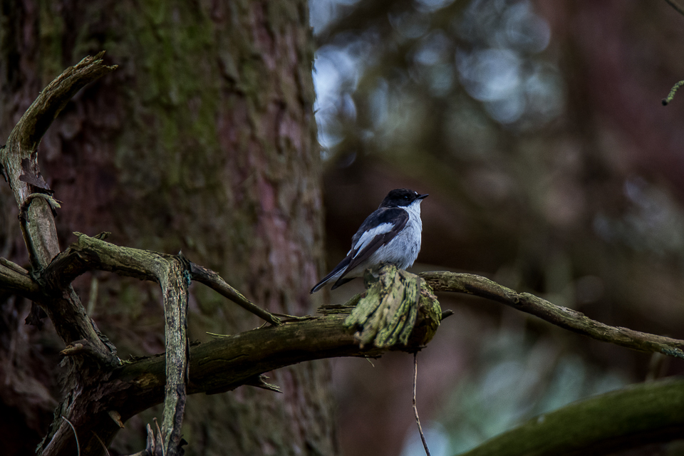 Pied flycatcher