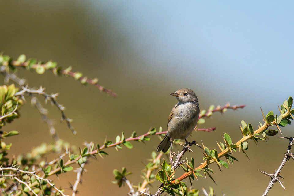 Brilgrasmus