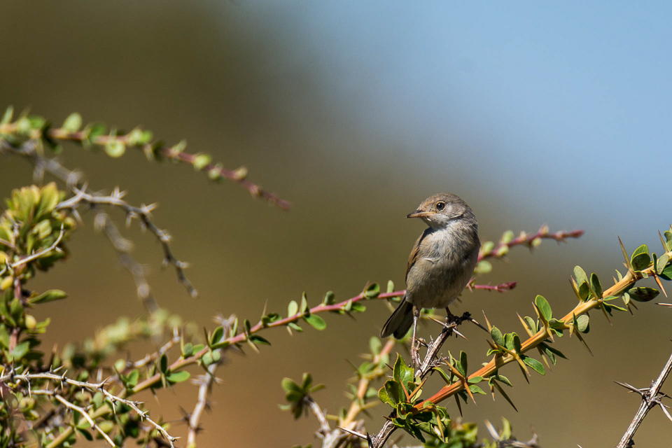 Brilgrasmus