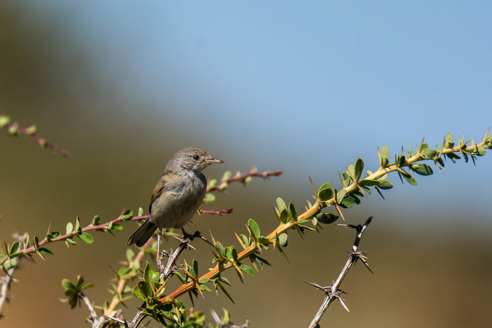 Brilgrasmus