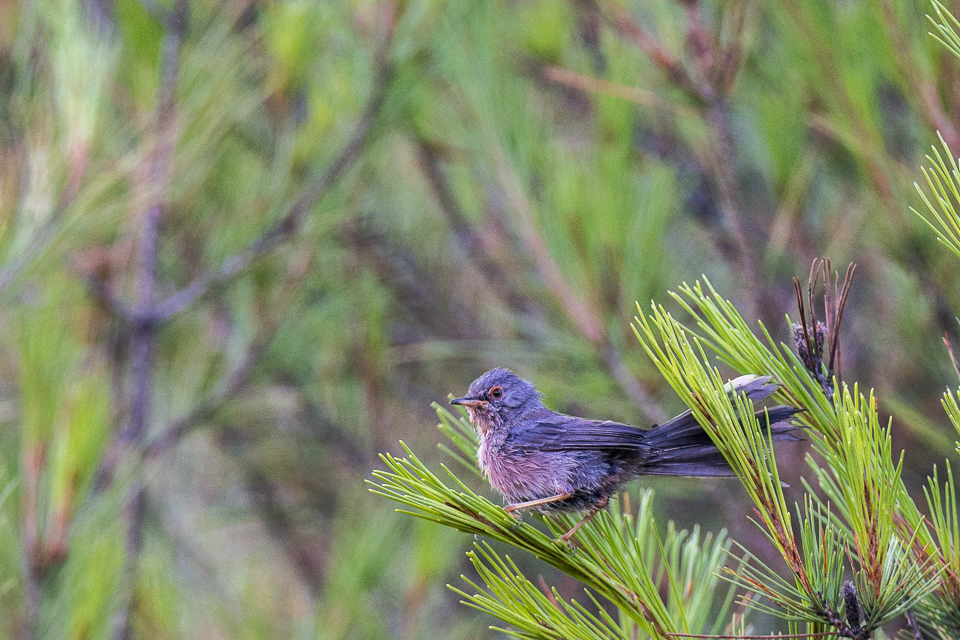 Dartford warbler