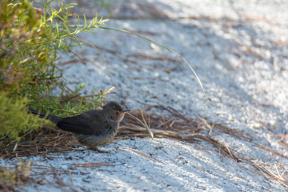 Dartford warbler