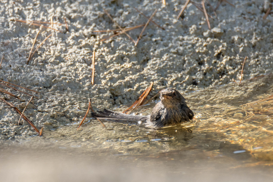 Dartford warbler