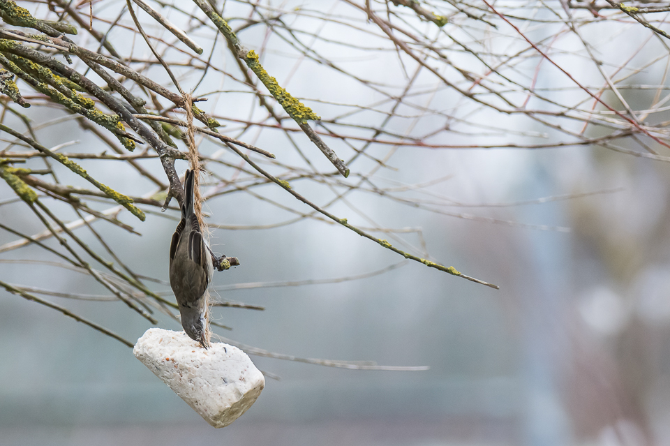 Siberische braamsluiper