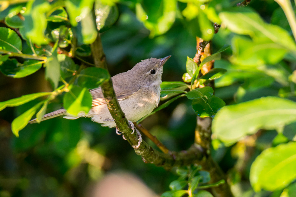 Sylvia borin - Garden warbler