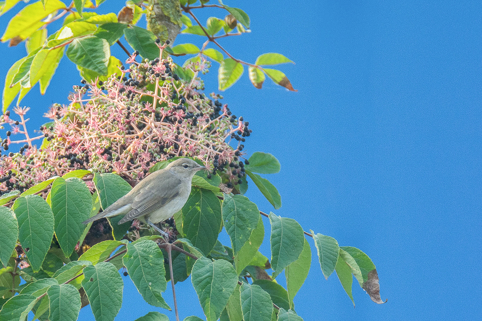 Sylvia borin - Garden warbler