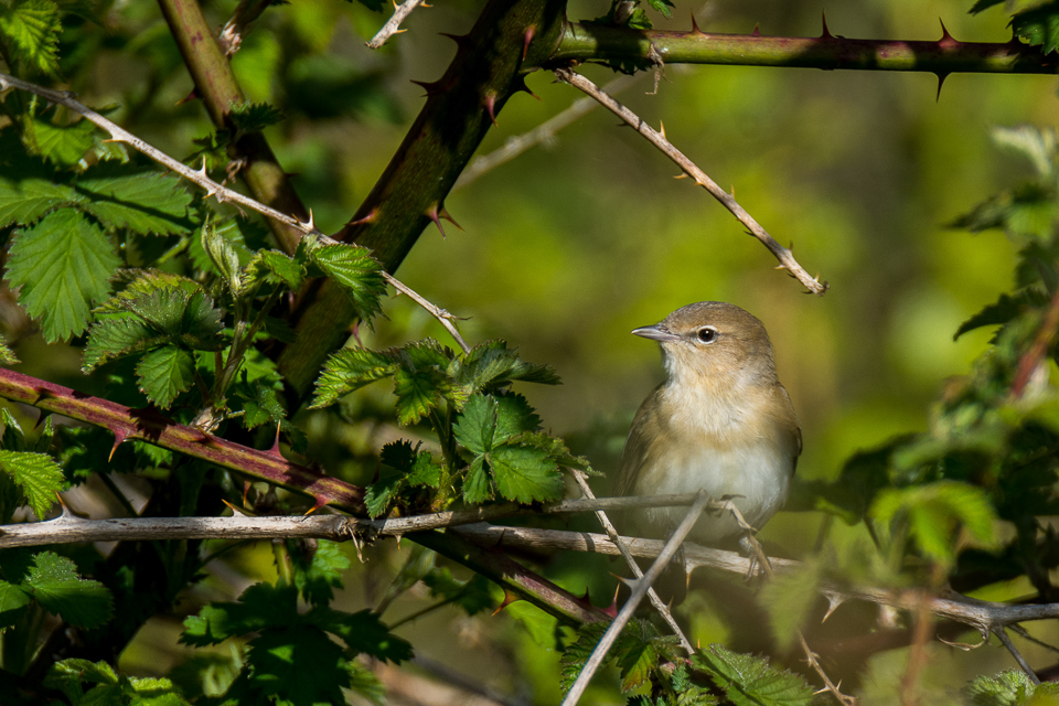 Sylvia borin - Garden warbler