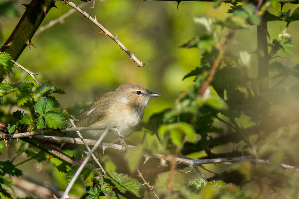 Sylvia borin - Garden warbler