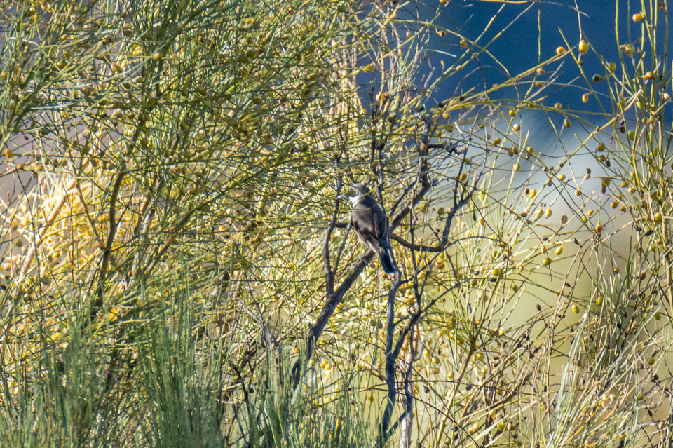 Western orphean warbler