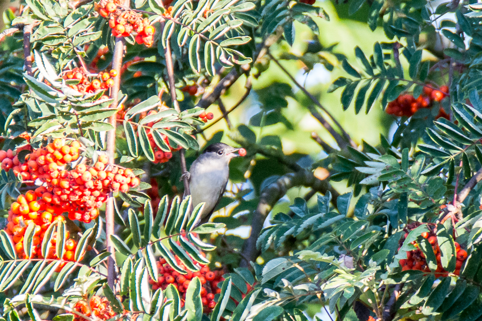 Sylvia atricapilla - Eurasian blackcap