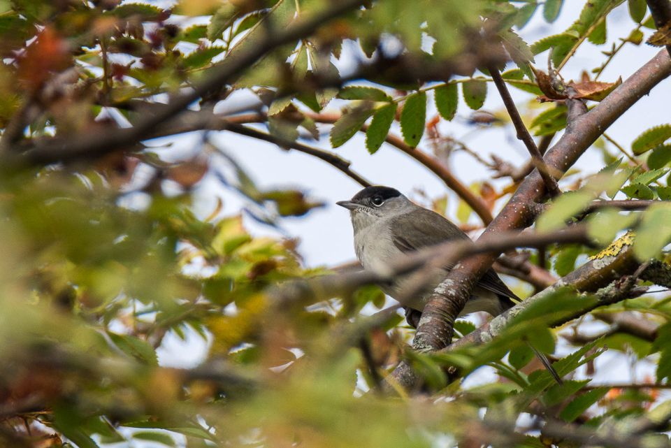 Sylvia atricapilla - Eurasian blackcap