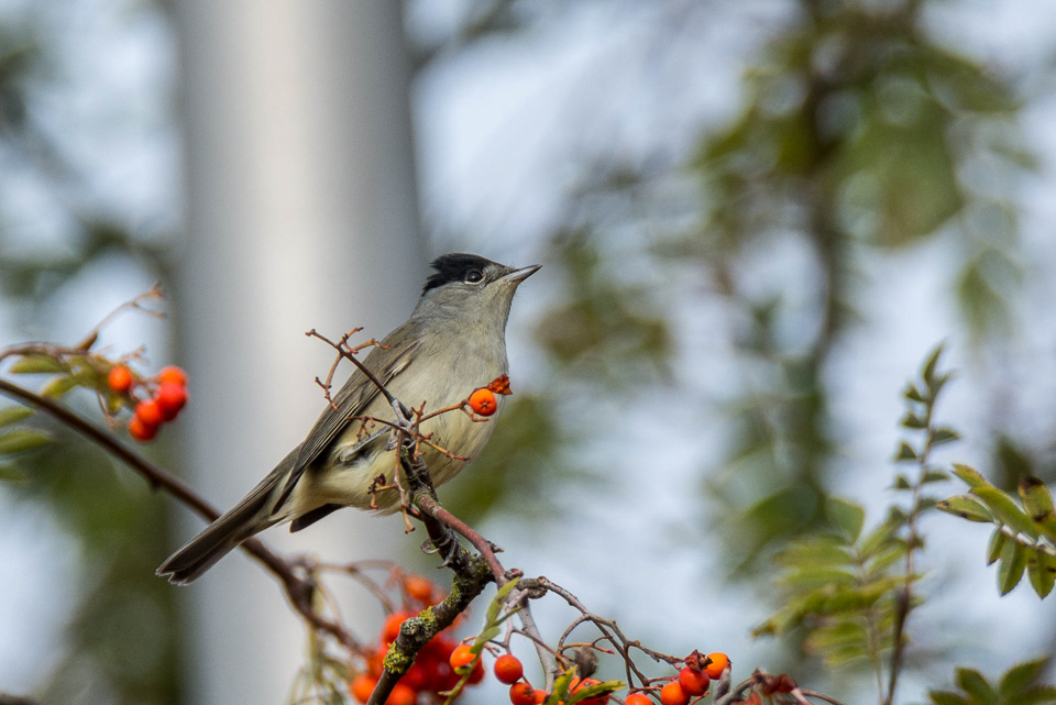 Sylvia atricapilla - Eurasian blackcap