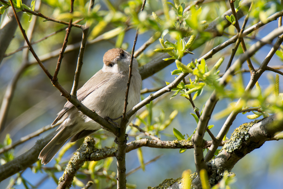 Sylvia atricapilla - Eurasian blackcap