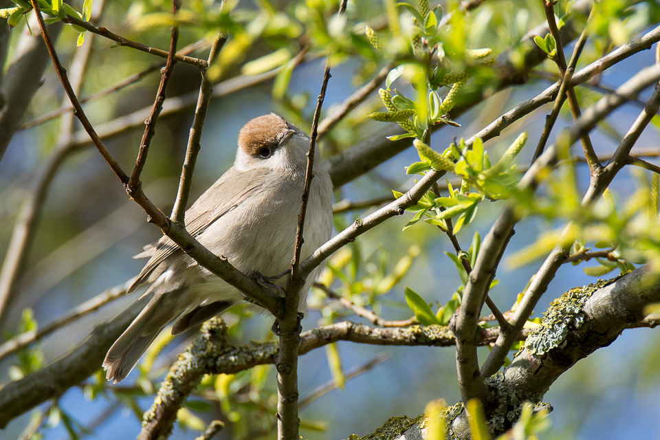 Sylvia atricapilla - Eurasian blackcap