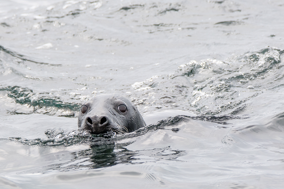 Grijze zeehond